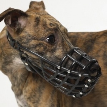 sighthound muzzle