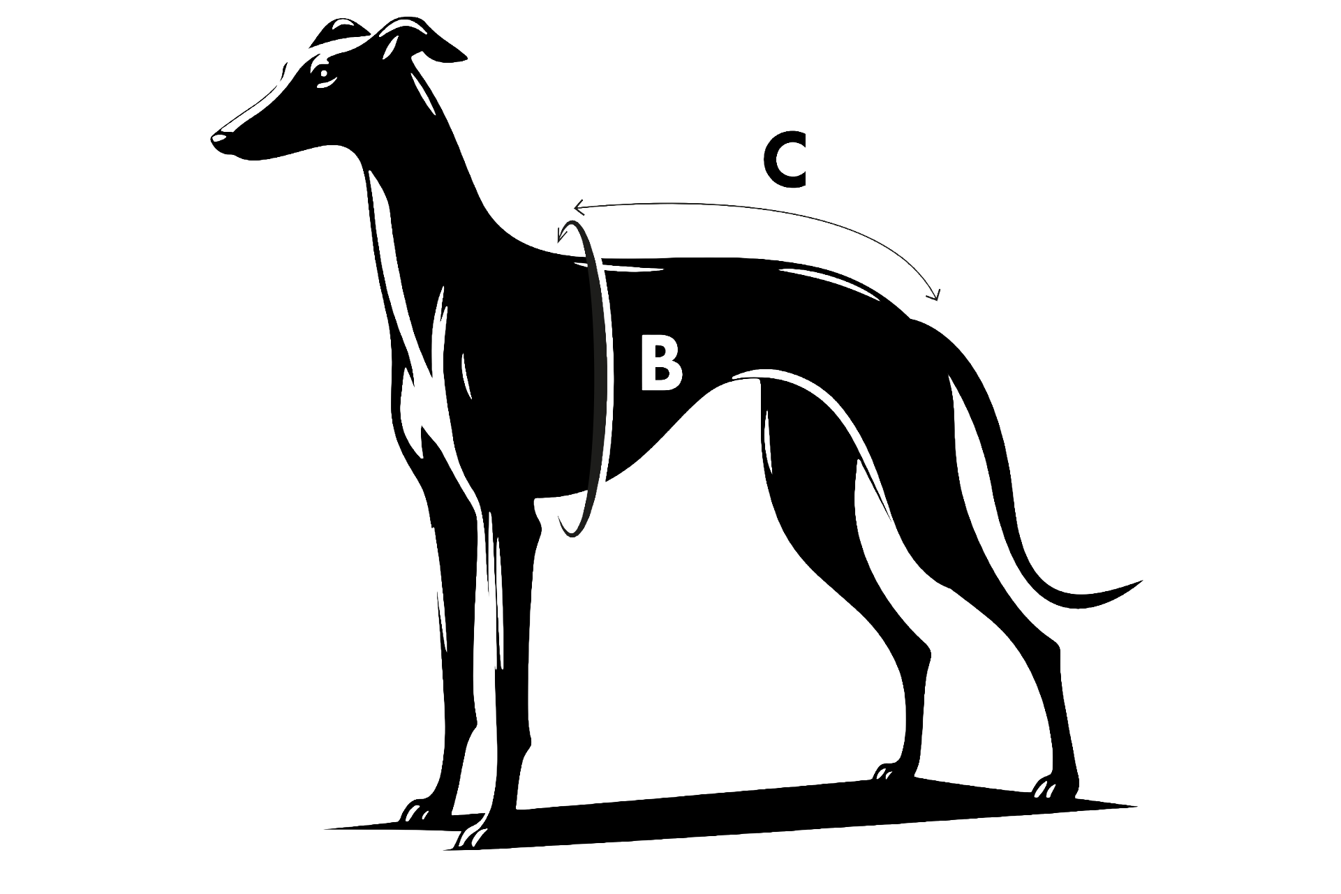 Maße für Hundebekleidung