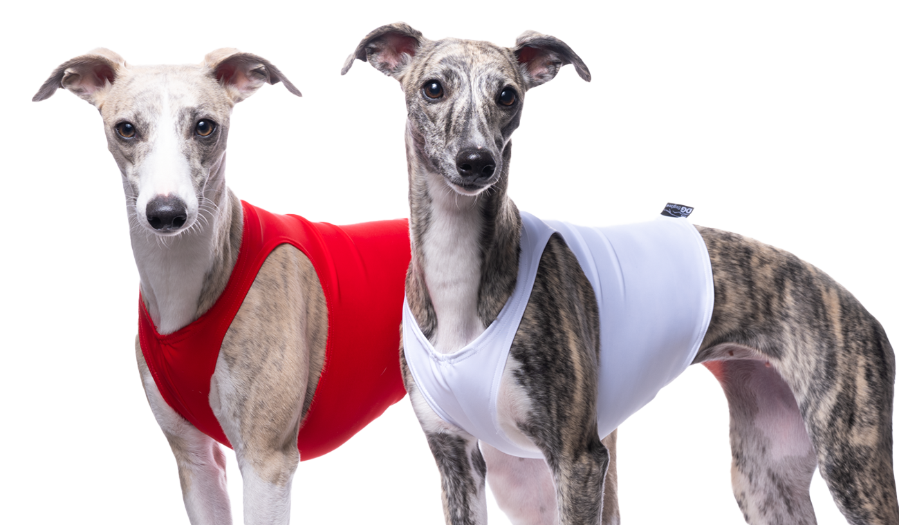 Hunderennen und Coursing