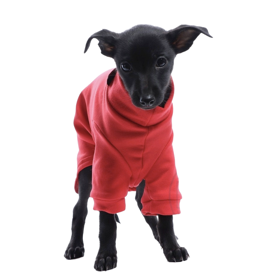 DG IG PUPPY SWEATHIRT "RED