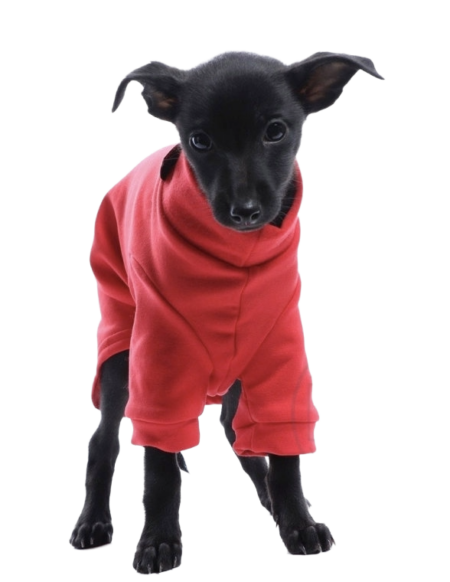 DG IG PUPPY SWEATHIRT “RED”