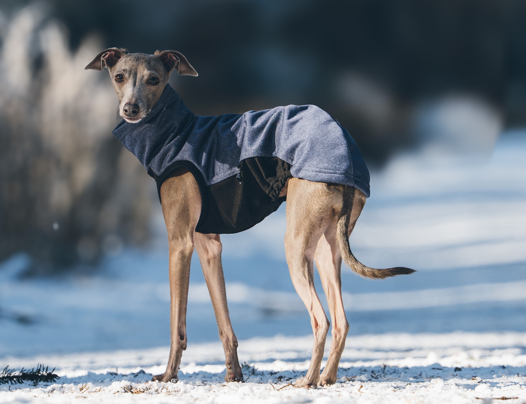DG URBAN SOFT SHELL JUMPER "CROWN BLUE - Obrázek 4