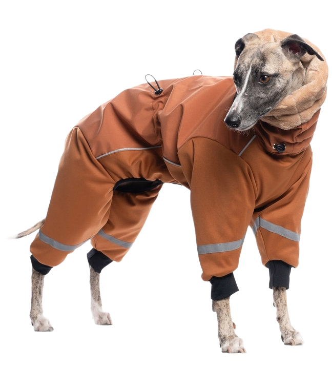 dgdoggear-doggear-winter-dog-