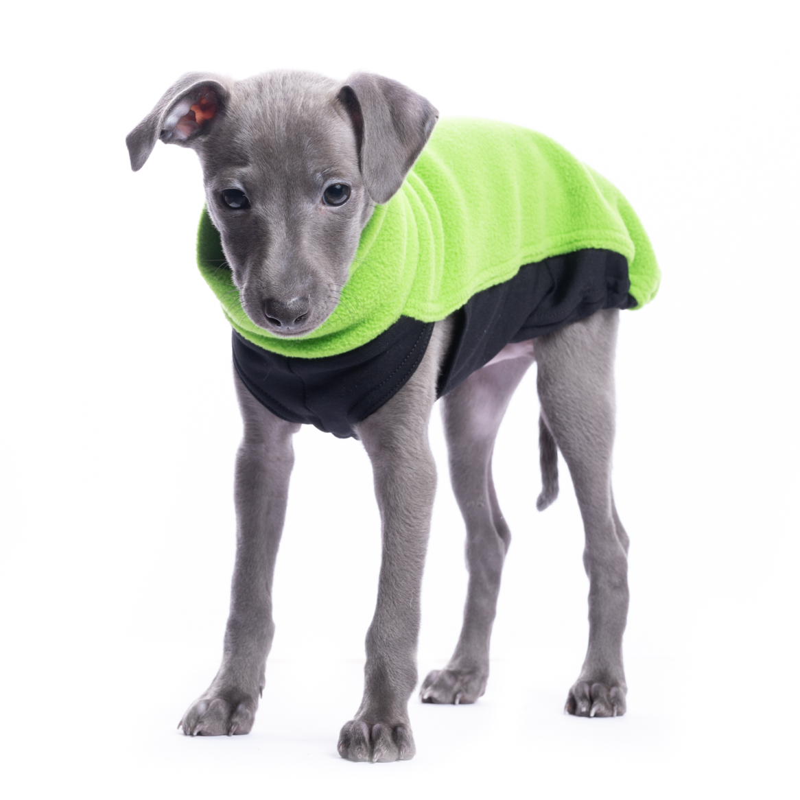 DG IG PUPPY TOP "GREEN