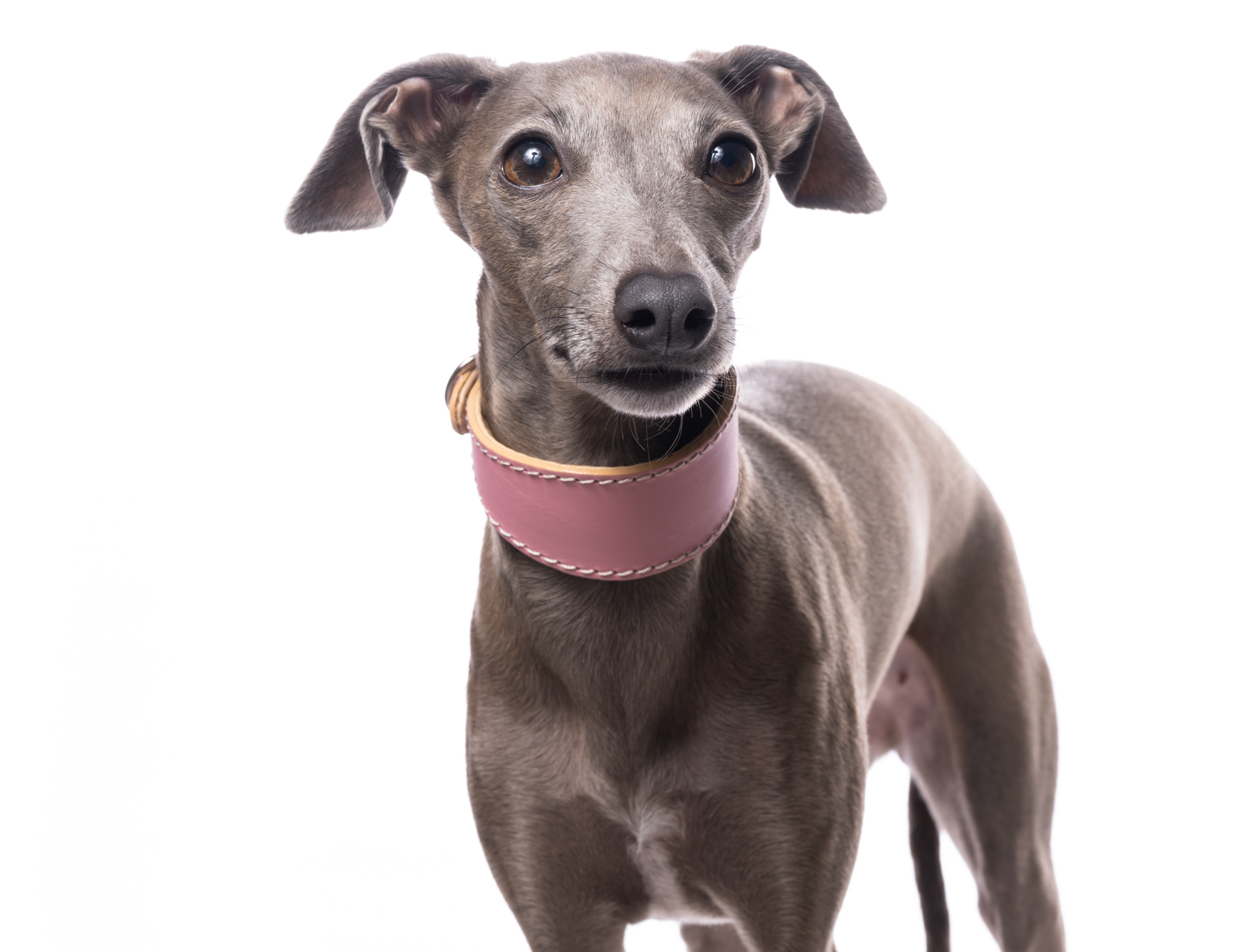 DG SIMPLE LEATHER COLLAR "PINK" - Image 4