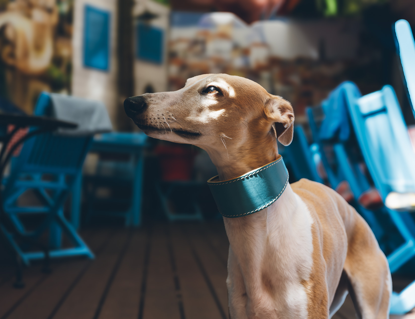 DG SIMPLE LEATHER COLLAR "AQUA" - Image 4
