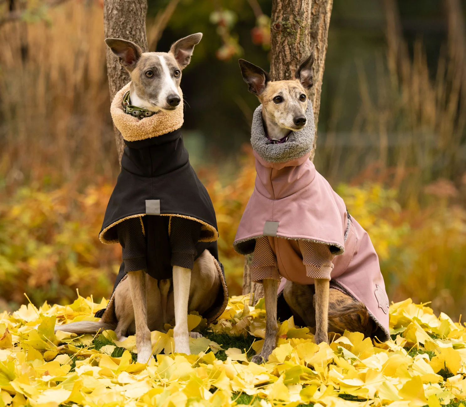 Úvodní stránka - English - DG DogGear