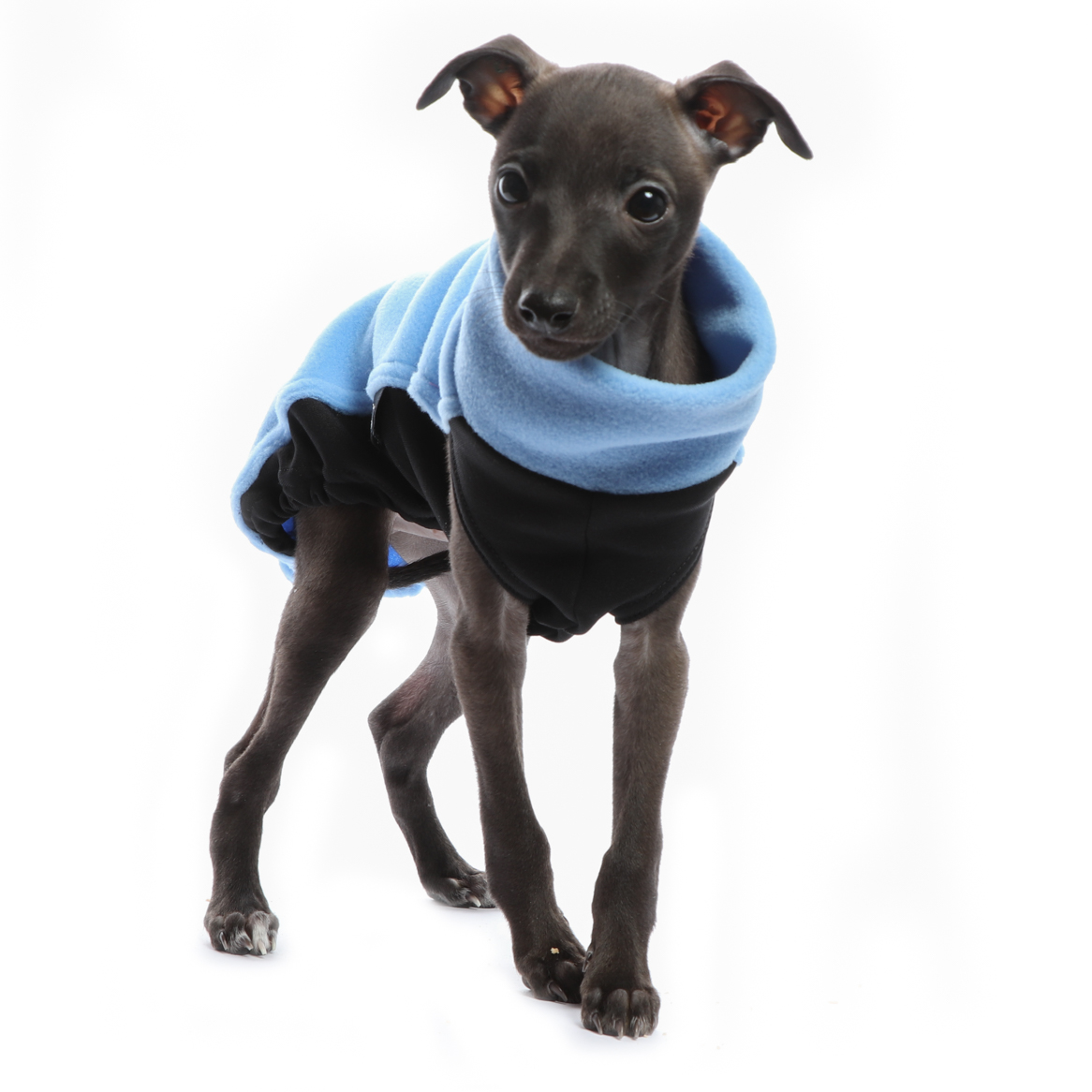 DG IG PUPPY TOP "SKY BLUE